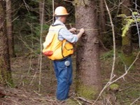 Forester measuring DBH